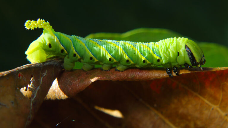 Steeve DUBOIS - Green-caterpillar